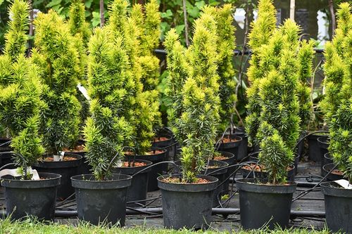 Cis pospolity David - Taxus baccata na Arena.pl