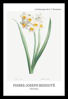 Plakat 20x30cm Design Narcissus, Redoute Vintage do Salonu