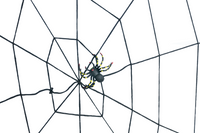 PAJĘCZYNA 150CM ogromy PAJĄK Halloween