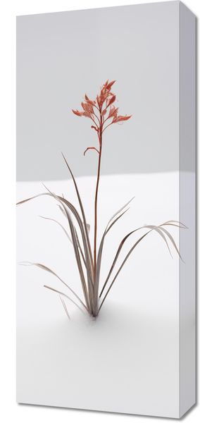Obraz 30x70cm Subtelność Natury zdjęcie 1