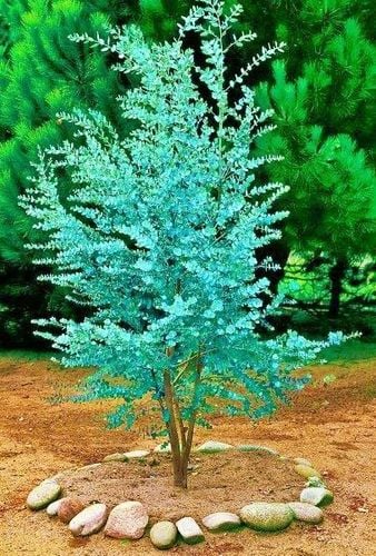 Eukaliptus Wieloletnie Niebieskie Drzewo Duże Ładne Sadzonki w na Arena.pl