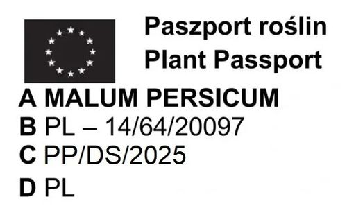 BRZOSKWINIA HARNAŚ kolumnowa - sadzonki 40 / 50 cm na Arena.pl