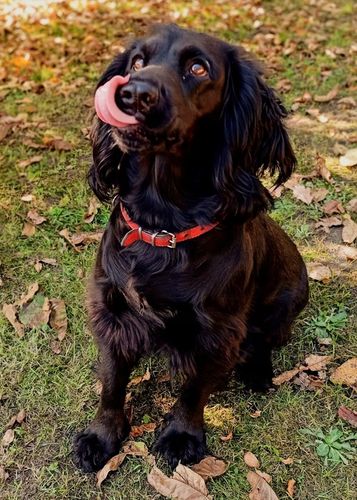 Gryzak NATURALNY poroże jelenia dla psa L HARD 15-17 cm na Arena.pl