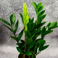 Zamioculcas Zamiokulkas zamiifolia ROŚNIE WSZĘDZIE W ZIMOWYM OPAKOWANIU