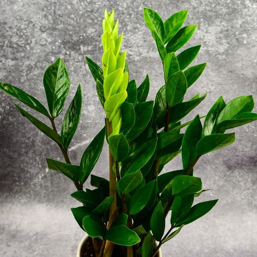 Zamioculcas Zamiokulkas zamiifolia ROŚNIE WSZĘDZIE W ZIMOWYM OPAKOWANIU na Arena.pl
