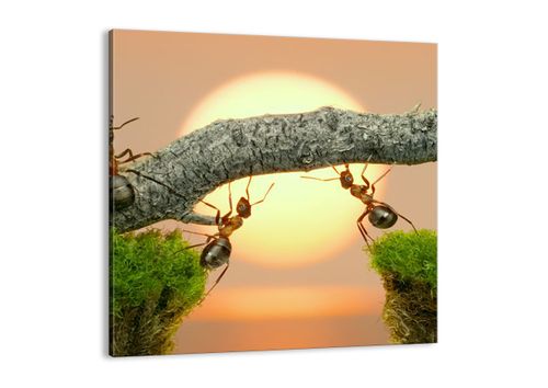 Obraz Na Płótnie - Przyroda Mrówka - 30X30 Cm - Ac30X30-2104 na Arena.pl