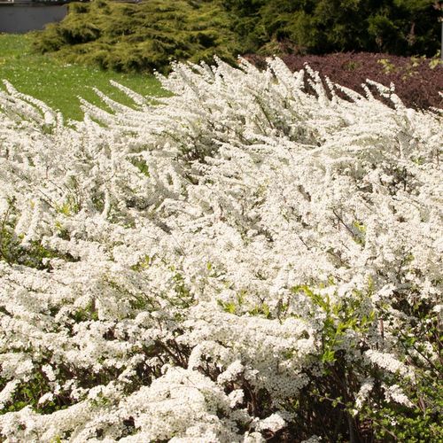 Tawuła wczesna Spiraea arguta Biała Sadzonki na Arena.pl