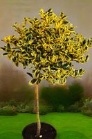 OSTROKRZEW zielono - żółty na pniu GOLDEN KING - sadzonki 110 / 140 cm