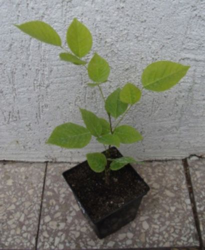 STRĄCZYN ŻÓŁTY Miododajny - sadzonki w doniczkach na Arena.pl