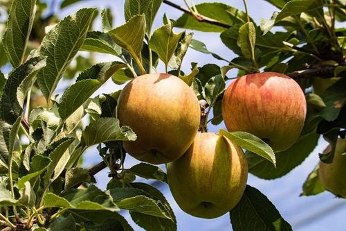 Jabłoń SZARA RENETA stara odmiana WYŚMIENITA na szarlotkę i przetwory na Arena.pl