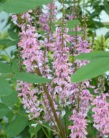 INDYGOWIEC Indigofera amblyantha NASIONA 500 sztuk - 10g.
