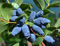 Jagoda Kamczacka AURORA Duże Owoce Sadzonka w Doniczce