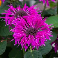 Pysznogłówka ogrodowa Bee-Free o cytrynowym zapachu