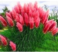 TRAWA PAMPASOWA różowa odporna na mróz - sadzonki 20 / 30 cm