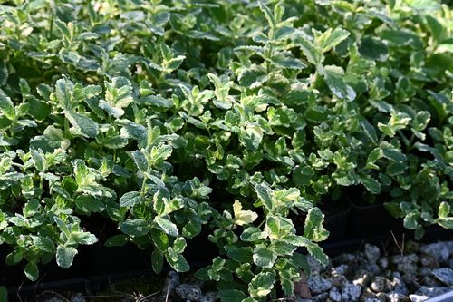 Mięta Variegata - Mentha rotundifolia na Arena.pl