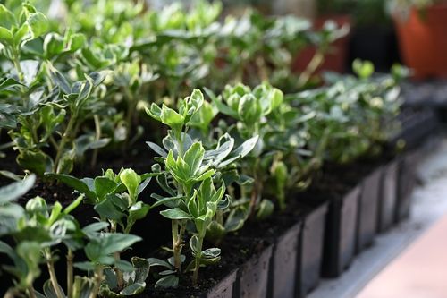 Runianka japońska Variegata - Pachysandra terminalis na Arena.pl