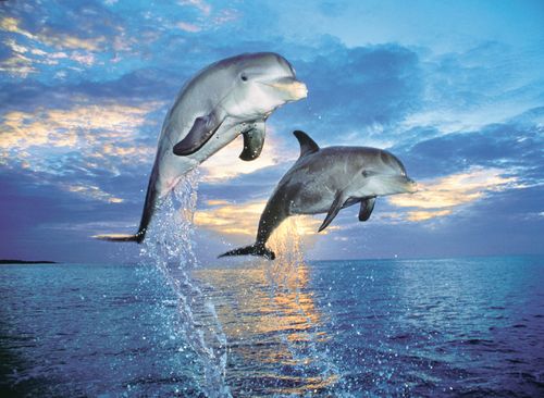 CLE puzzle 500 Dolphins 35055 - CLEMENTONI na Arena.pl