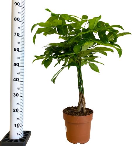 PACHIRA WODNA 90cm na Arena.pl