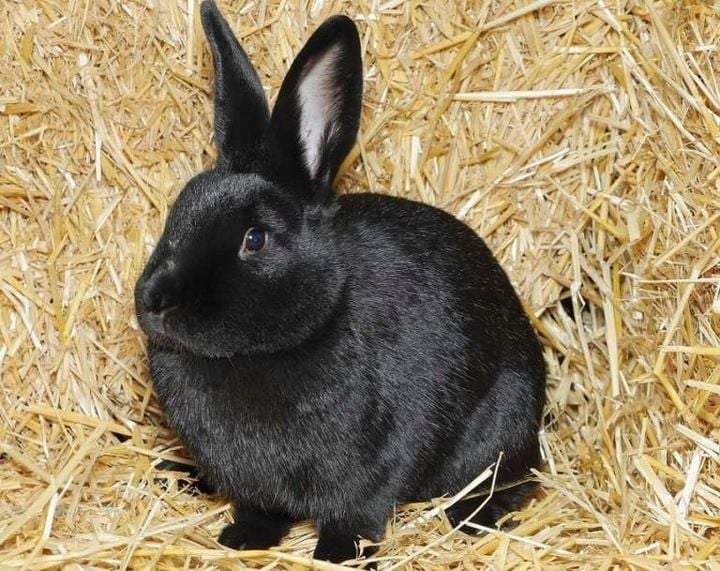 Słoma PSZENNA ściółka do budy dla psa ,ściółka pod truskawki 4KG zdjęcie 6