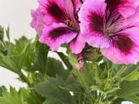 Pelargonia angielska GRANDIFLORUM Lilac Purple sadzonki