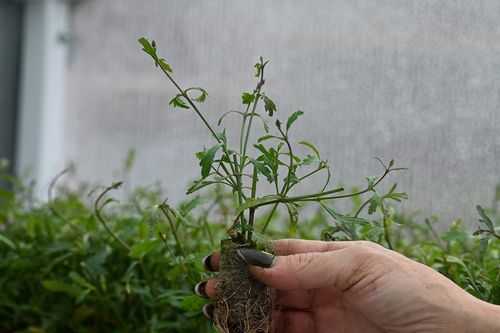 Werbena patagońska Bampton - Verbena officinalis na Arena.pl