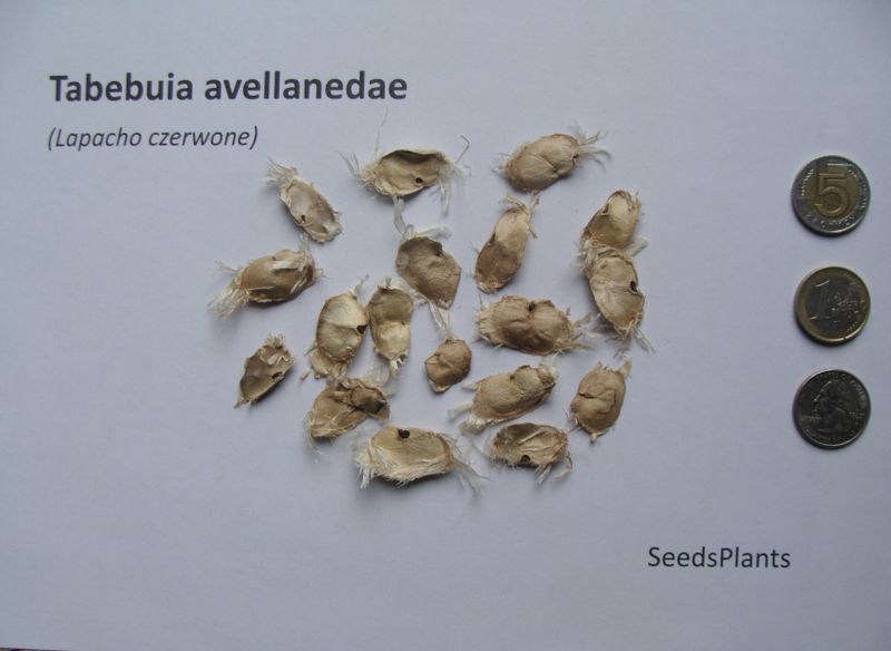 LAPACHO CZERWONE Tabebuia avellanedae - NASIONA 140 sztuk - 10g. zdjęcie 3