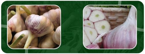 CZOSNEK ZIMOWY HARNAŚ 5,5CM – DUŻE ZĄBKI POLSKA JAKOŚĆ MOCNY PLON na Arena.pl