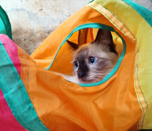 DŁUGI TUNEL DLA KOTA KOTÓW ZABAWKA Z PIŁECZKĄ KRYJÓWKA DOMEK SKŁADANY 120cm na Arena.pl