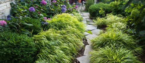 Hakonechloa smukła 'Aureola' (Hakonechloa macra) Doniczka 1.0L na Arena.pl