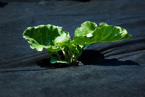 AGROWŁÓKNINA UV P-150G/M2 1,6x20m CZARNA GRUBA!!! na Arena.pl