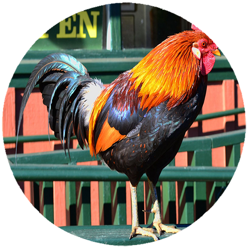 Podkładka pod myszkę Kury na Arena.pl