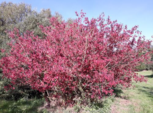 DEREŃ ŚWIDWA Cornus sanguinea NASIONA 150 sztuk - 10g. na Arena.pl