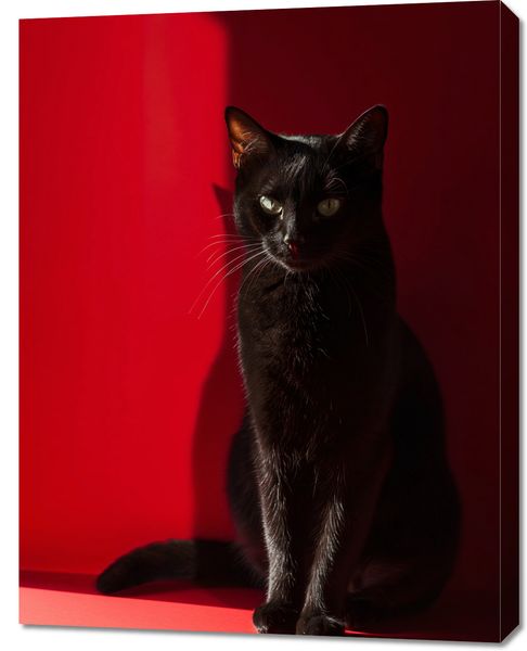 Obraz 70x90cm Elegancja w Cieniu zdjęcie 1