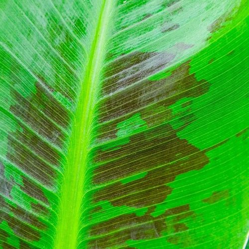 Musa acuminata Bananowiec - EGZOTYCZNY BANAN W DOMU - Duże Liście na Arena.pl