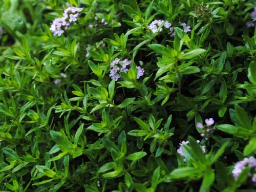 Nasiona Cząber 2g na Arena.pl