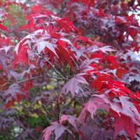 C2 KLON PALMOWY ACER PALMATIUM ATROPURPUREUM