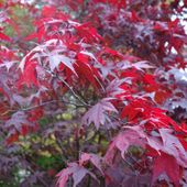 C2 KLON PALMOWY ACER PALMATIUM ATROPURPUREUM