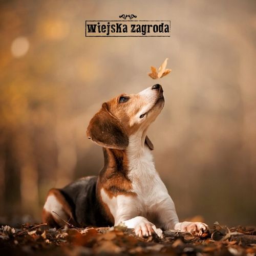 Wiejska Zagroda Karma sucha dla psa INDYK z JAGNIĘCINĄ Małe rasy S 9kg na Arena.pl