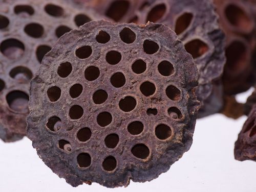 Lotos mały na Arena.pl