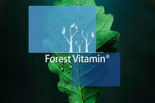 FOREST VITAMIN AMINOKWASY BCAA INSTANT 2:1:1 500g MOCNA REGENERACJA na Arena.pl