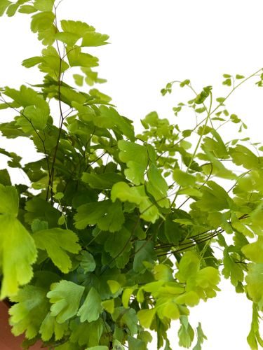 PAPROĆ ADIANTUM 30 cm na Arena.pl