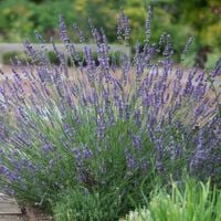 Lawenda pośrednia PHENOMENAL Wysoka Wytrzymała Długie kwiatostany Sadzonki