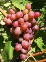 Winorośl 'Wiktoria 5' (Vitis) w doniczkach P9, wysokość 50-70 cm