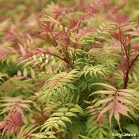 Tawlina jarzębolistna (Sorbaria) w doniczkach C2, wysokość 60-80 cm