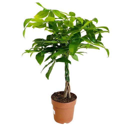 PACHIRA WODNA 90cm na Arena.pl