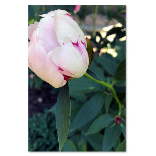 Obraz na płótnie - Canvas, Biała piwonia 60x90 na Arena.pl