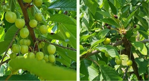 AdeSil krzemowy biostymuator wzrostu roślin 1 kg na Arena.pl