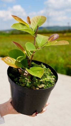 Magnolia Żółta Daphne w Doniczce 3L do Ogrodu na Arena.pl