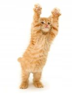 NAKLEJKA NA ŚCIANĘ zwierzęta 120 cm naklejki WZORY