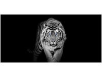 OBRAZ TIGER IN THE DARK